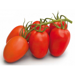 Pomidor Romanella F1 SYNGENTA 500 NASION - śliwkokształtny