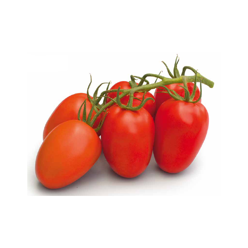 Pomidor Romanella F1 SYNGENTA 500 NASION - śliwkokształtny - zdjęcie główne
