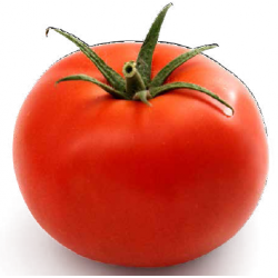 Pomidor Growdena F1 mięsisty SYNGENTA 500 NASION