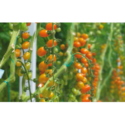 Pomidor Bambelo F1 koktajlowy SYNGENTA 500 NASION
