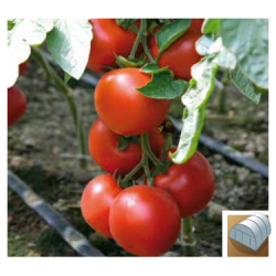 Pomidor Boderine F1 SYNGENTA 500 NASION