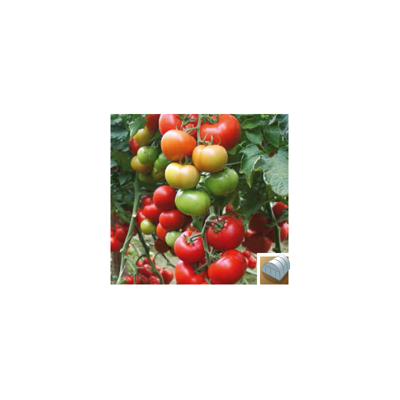 Pomidor Baribine F1 SYNGENTA 500 NASION - zdjęcie główne