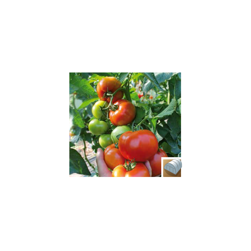 Pomidor Sandoline F1 SYNGENTA 500 NASION - zdjęcie główne
