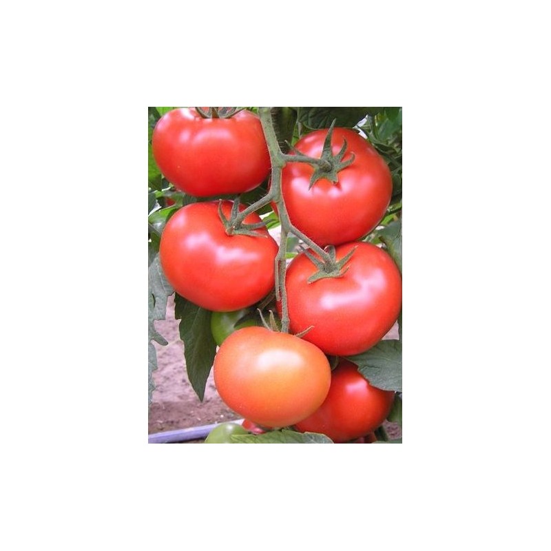 Pomidor Carnegie F1 SYNGENTA 500 NASION - zdjęcie główne