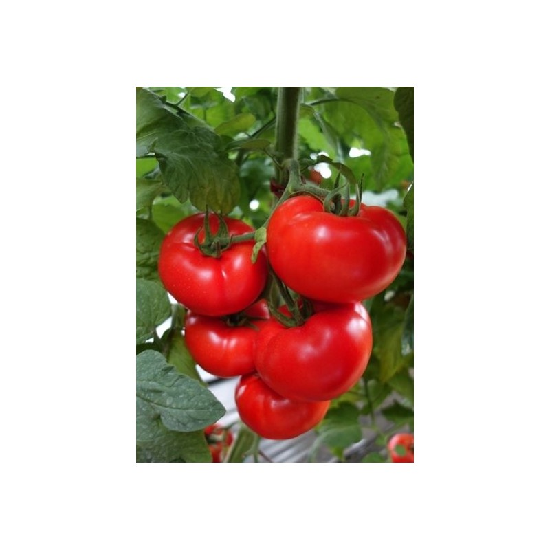 Pomidor Casania F1 mięsisty SYNGENTA 500 NASION - zdjęcie główne