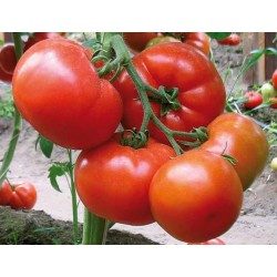 Pomidor Tsarine F1 mięsisty SYNGENTA 500 NASION