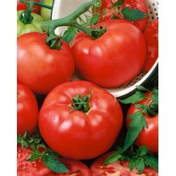 Pomidor Grumira F1 SYNGENTA 500 NASION