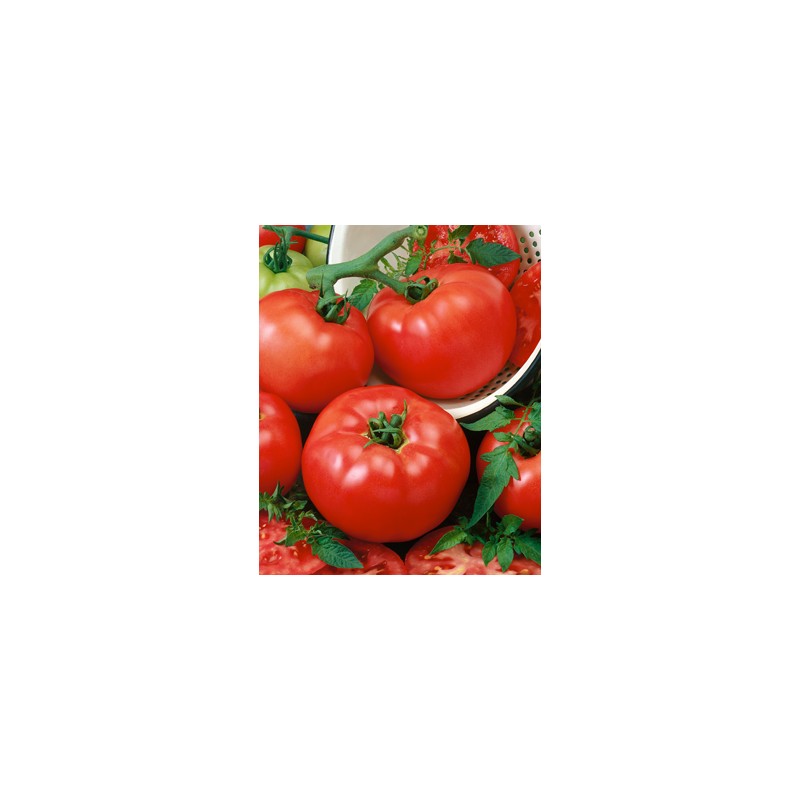 Pomidor Grumira F1 SYNGENTA 500 NASION - zdjęcie główne