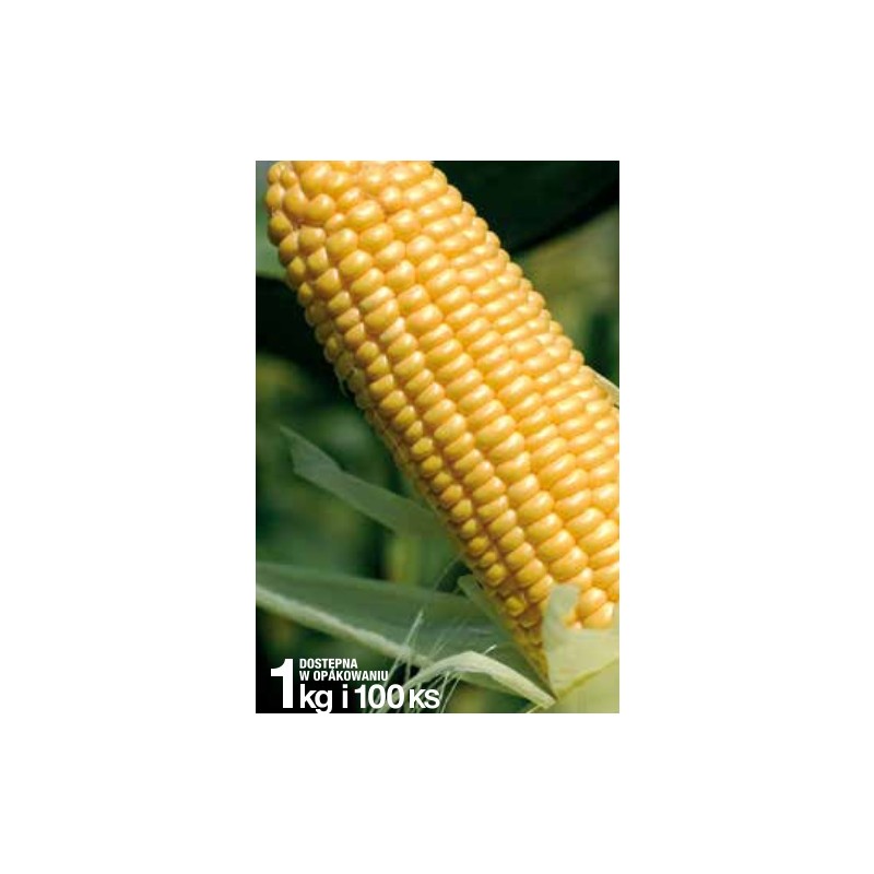 Kukurydza Overland 5000 nasion cukrowa supersłodka SYNGENTA - zdjęcie główne