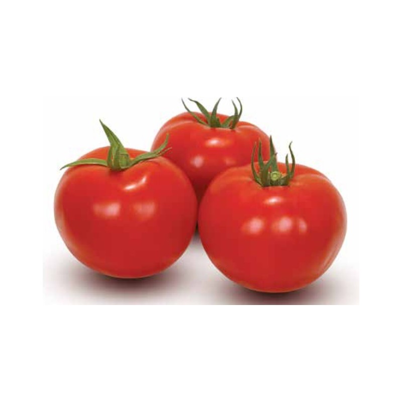 Pomidor Bobcat gruntowy SYNGENTA 1000 NASION - zdjęcie główne