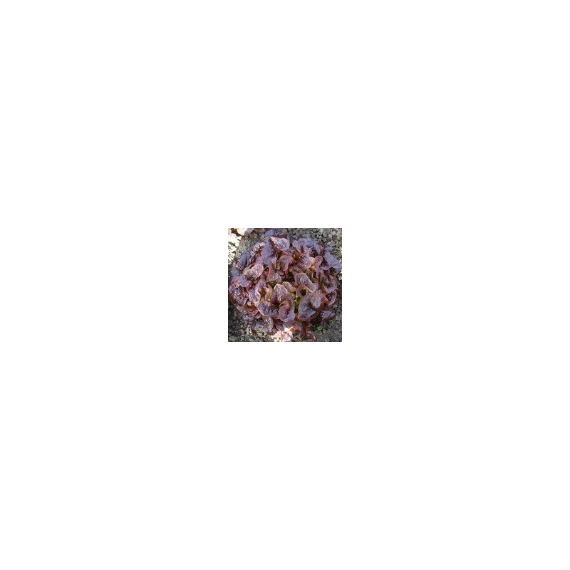 Sałata Gourmandine liściowa dębolistna HAZERA 5000 NASION (OTOCZKA) - zdjęcie główne