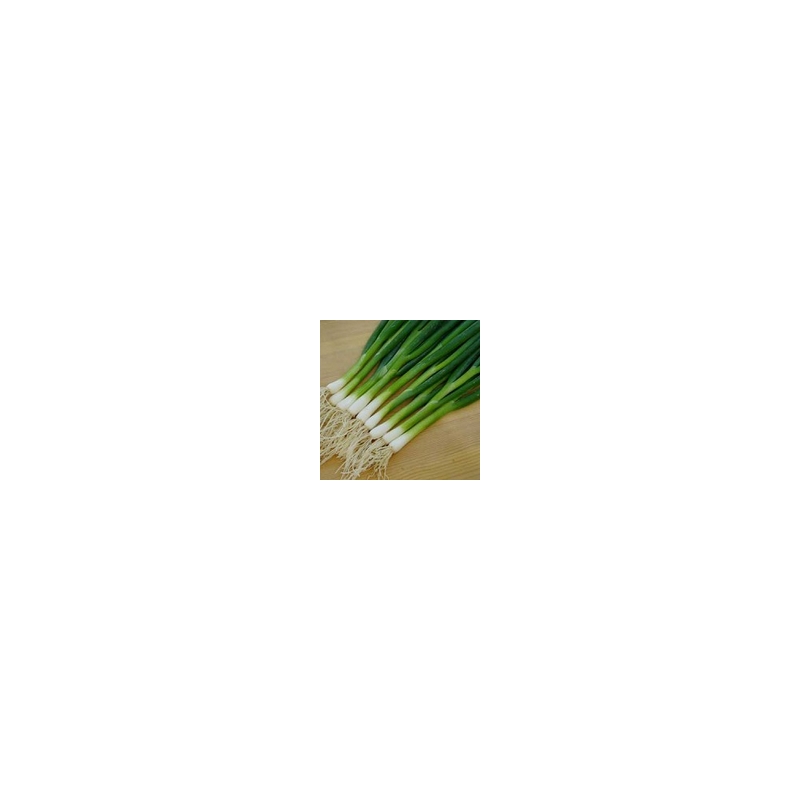 Cebula szczypiorowa Carel HAZERA 50 000 NASION NATURALNYCH - zdjęcie główne