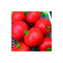 Pomidor klasyczny Brillante F1 HAZERA 250 NASION NATURALNYCH