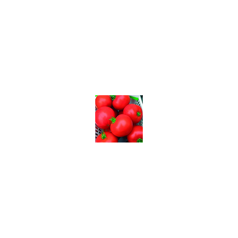 Pomidor klasyczny Brillante F1 HAZERA 250 NASION NATURALNYCH - zdjęcie główne