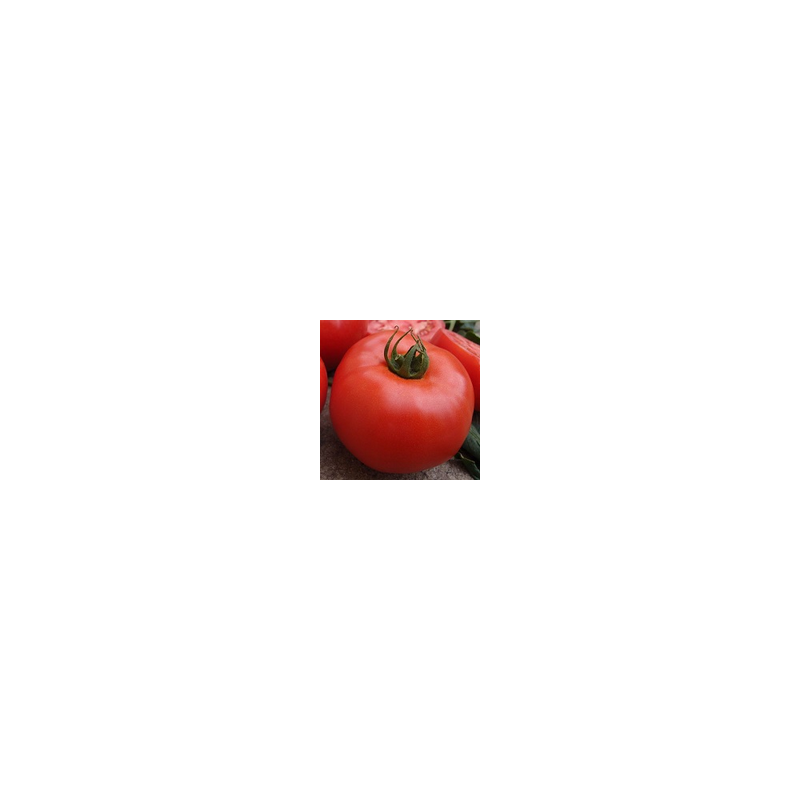 Pomidor klasyczny Zadurella F1 HAZERA 250 NASION NATURALNYCH - zdjęcie główne