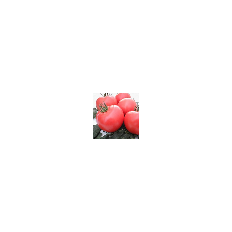Pomidor klasyczny Beladonna F1 HAZERA 1000 NASION NATURALNYCH - zdjęcie główne