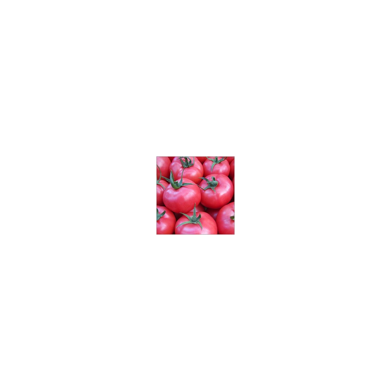 Pomidor malinowy Framboo F1 (HA 3684) HAZERA 250 NASION NATURALNYCH GSSP - zdjęcie główne