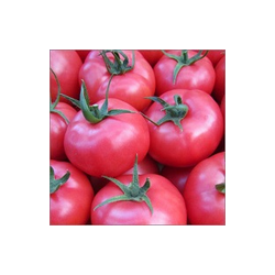 Pomidor malinowy Framboo F1 (HA 3684) HAZERA 1000 NASION NATURALNYCH GSSP