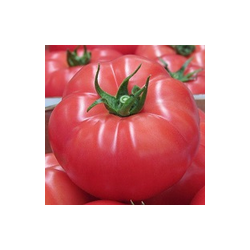 Pomidor malinowy Rapanui F1 (HA 3691) HAZERA 1000 NASION NATURALNYCH GSSP