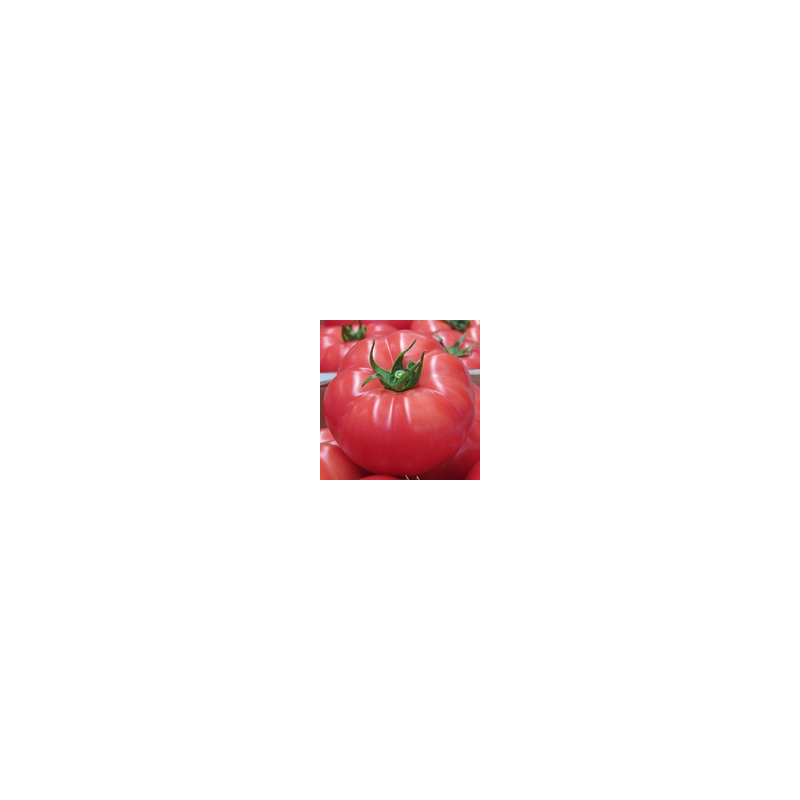 Pomidor malinowy Rapanui F1 (HA 3691) HAZERA 1000 NASION NATURALNYCH GSSP - zdjęcie główne