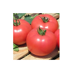 Pomidor malinowy Kwintella F1 HAZERA 1000 NASION NATURALNYCH