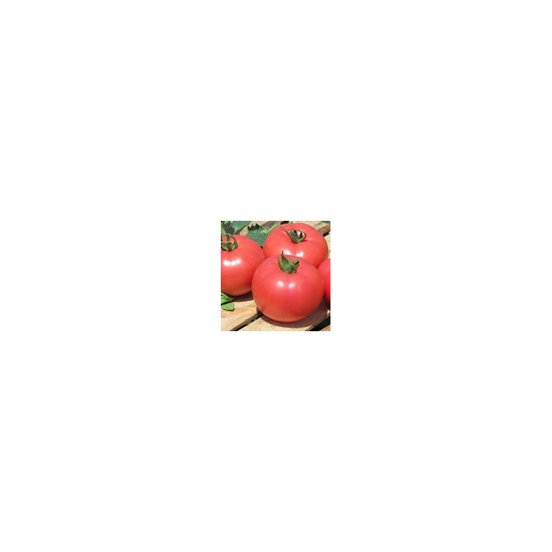 Pomidor malinowy Kwintella F1 HAZERA 1000 NASION NATURALNYCH - zdjęcie główne