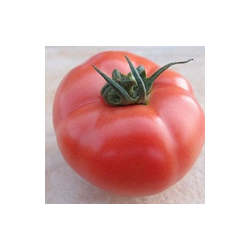 Pomidor malinowy HTP-11 F1 HAZERA 250 NASION NATURALNYCH