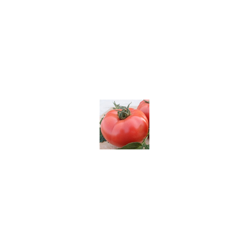 Pomidor malinowy V404 F1 HAZERA 250 NASION NATURALNYCH - zdjęcie główne