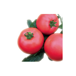 Pomidor malinowy VP1 F1 HAZERA 1000 NASION PRECYZYJNYCH