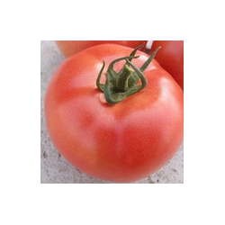 Pomidor malinowy VP2 F1 HAZERA 1000 NASION PRECYZYJNYCH