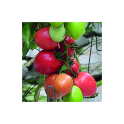 Pomidor malinowy Jangcy F1 (V440) HAZERA 250 NASION NATURALNYCH 1