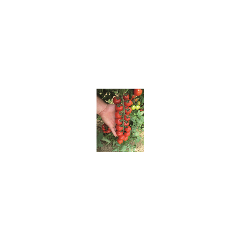 Pomidor typu cherry Tudor F1 HAZERA 100 NASION NATURALNYCH - zdjęcie główne
