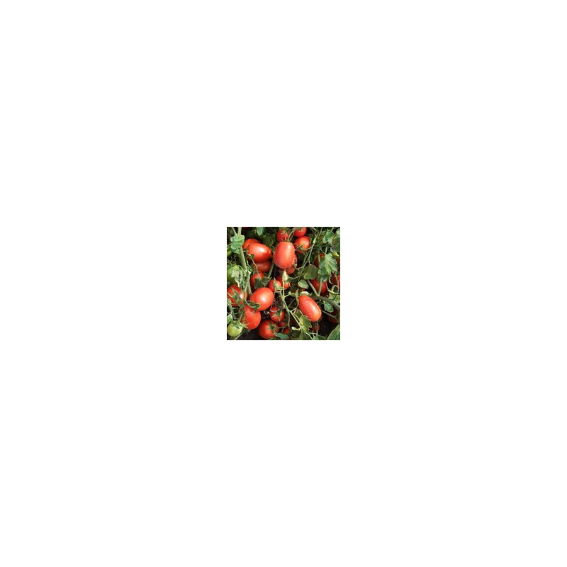Pomidor gruntowy Calista F1 HAZERA 5000 NASION NATURALNYCH - zdjęcie główne
