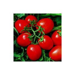 Pomidor gruntowy Jet F1 HAZERA 5000 NASION NATURALNYCH