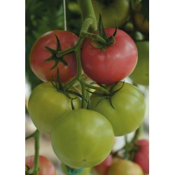 Pomidor Polorosa F1 malinowy W. LEGUTKO 500 N