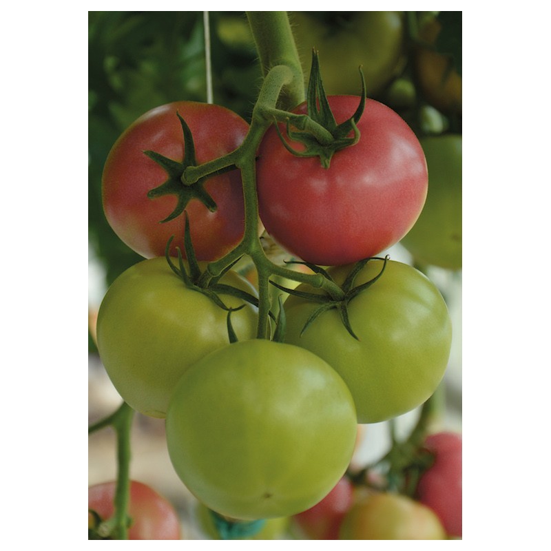 Pomidor Polorosa F1 malinowy W. LEGUTKO 500 N - zdjęcie główne