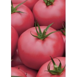 Pomidor Polorosa F1 malinowy W. LEGUTKO 500 N 3