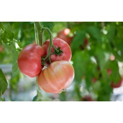 Pomidor Maluno F1 - T414955 F1 SYNGENTA 500 NASION