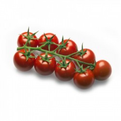 Pomidor AMOROSO Rijk Zwaan F1 1000 nasion