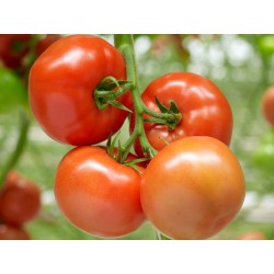 Pomidor Barteza F1 Enza Zaden 1000 nasion