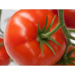 Pomidor Forenza Organic Enza Zaden 500 nasion