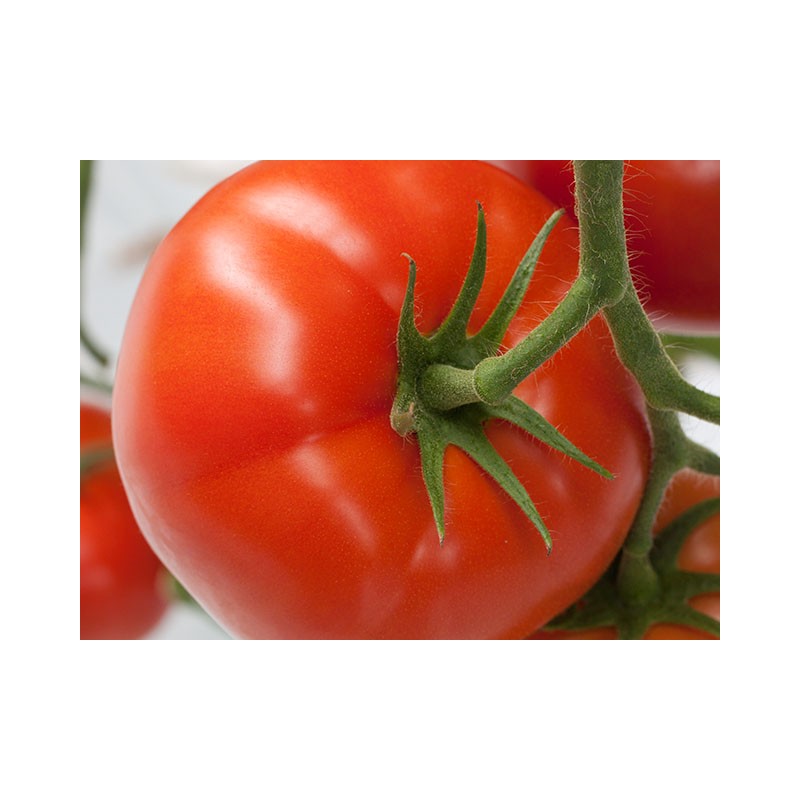 Pomidor Forenza Organic Enza Zaden 500 nasion - zdjęcie główne