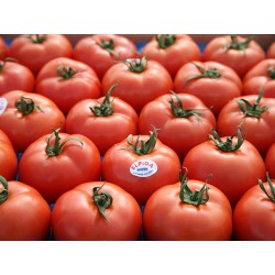 Pomidor Elpida Enza Zaden 500 nasion