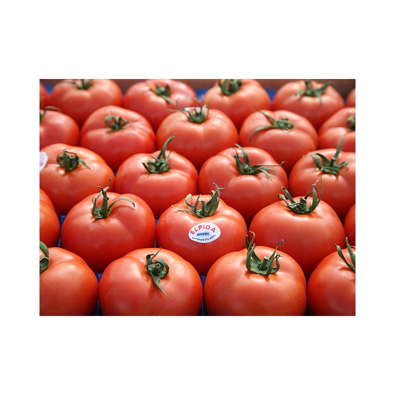 Pomidor Elpida Enza Zaden 500 nasion - zdjęcie główne