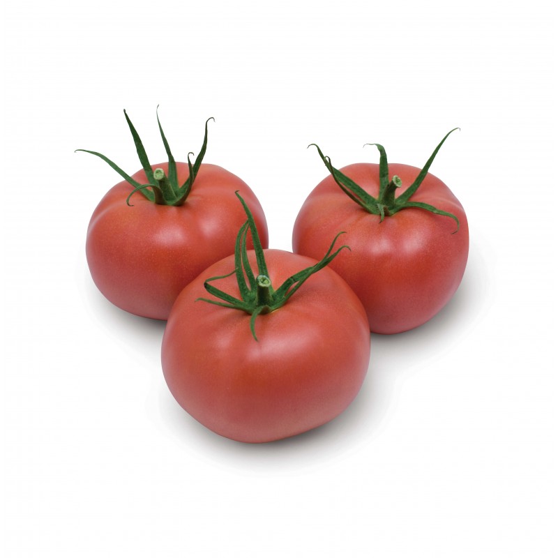 Pomidor Enroza Enza Zaden 500 nasion - zdjęcie główne